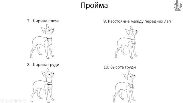 Как снять мерки с собаки? смотреть онлайн