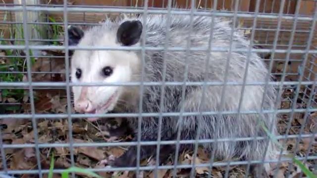 Mad Hissing Possum смотреть онлайн