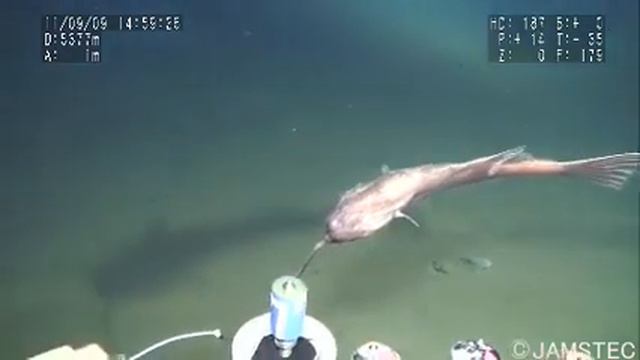 Some Species Of Anglerfish May Spend Their Whole Lives Swimm