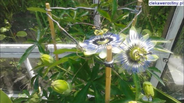 28 Męczennica - Passiflora . Jak otwiera się kwiat passiflory , filmik poklatkowy ciekawerosliny.pl смотреть онлайн