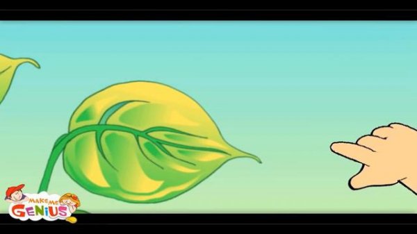 Parts of a Plant for kids : Functions of Different Parts of Plants