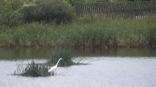 Белые цапли в городе Белом смотреть онлайн