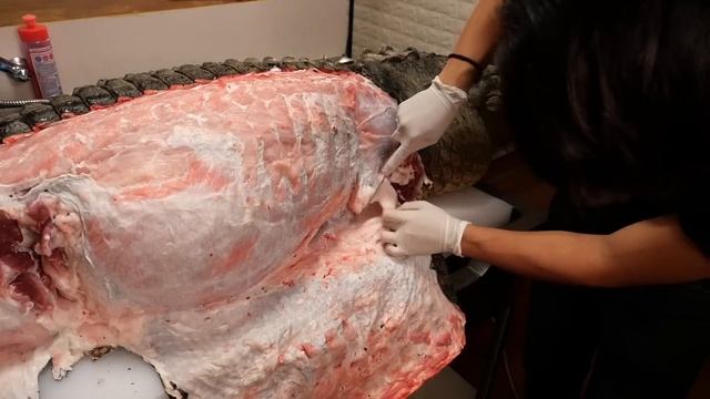 100kgを超える巨大ワニの捌き方。 смотреть онлайн