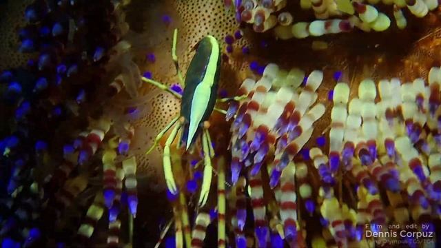 Tough Tg-5 【EXTREME MACRO】 Olympus Tg 5 Video 【 Olympus Tg 5 Macro 】 Olympus Tg 5 Underwater смотреть онлайн
