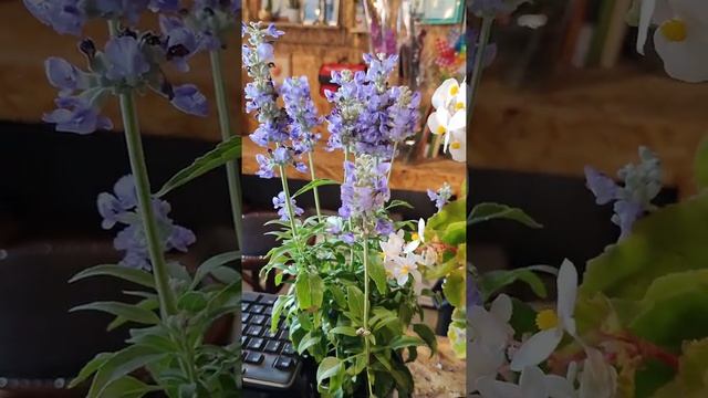 Покупаю цветы: марва и белая бегония смотреть онлайн