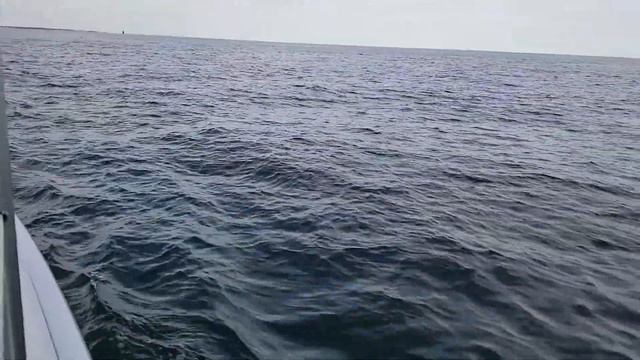 In Tuition swims with dolphins - solo sailing Hunter 356 Sailboat смотреть онлайн