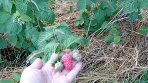 Летняя малина Феномен и малиновое дерево Крепыш после  пересадки, первый год плодоношения