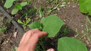 КЛЕЩ, ТРИПС, БЕЛОКРЫЛКА, ТЛЯ!КАК ИЗБАВИТЬСЯ ОТ ВРЕДИТЕЛЕЙ НА ОГУРЦАХ И НЕ ТОЛЬКО !