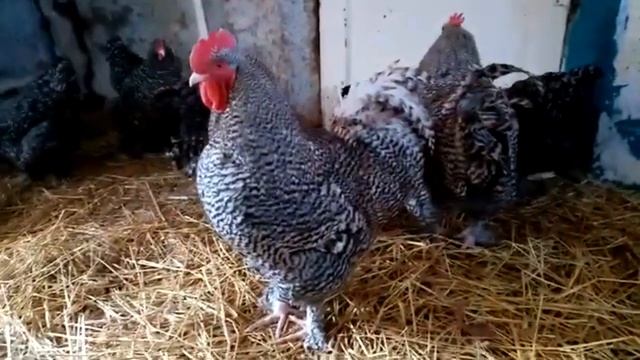 Каннибализм у кур Причины и как бороться с расклевом смотреть онлайн