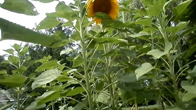 Sun Flowers, How To Grow (20 Foot) смотреть онлайн