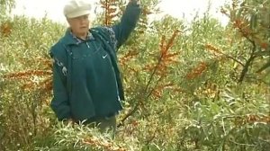 Сорта облепихи