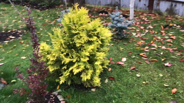 Моя любимая Дача 21 октября 2020.❤️Обрезала розы.?Укрыла крупнолистную гортензию. Гость на участке. смотреть онлайн