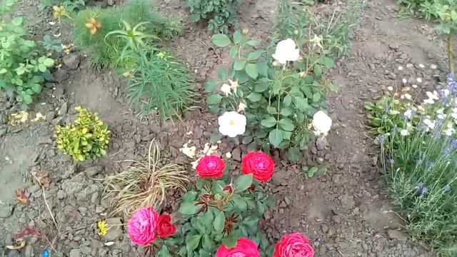 Розы от Овчарова и Нака Нока первогодки. смотреть онлайн