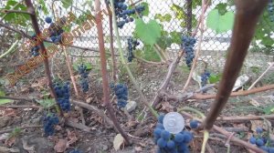 Каберне Кортис- технический, винный сорт винограда Пузенко Наталья Лариасовна