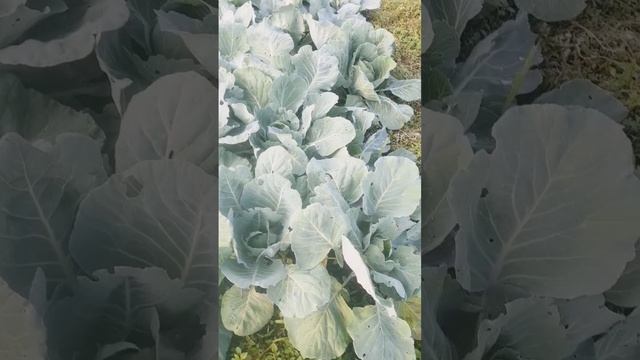 Капуста в огороде смотреть онлайн