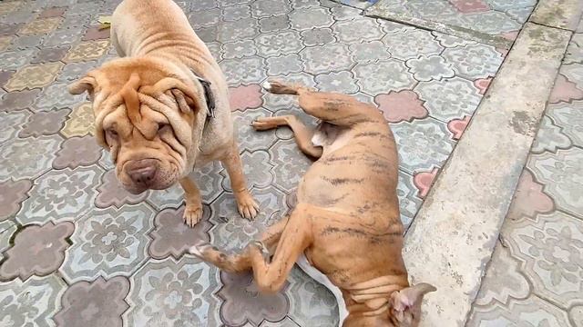 Собаки немецкий боксер и шарпей, играются и кусают друг друга! смотреть онлайн