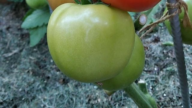 Томат Видимо - Невидимо. Не подтвердил свой статус. смотреть онлайн