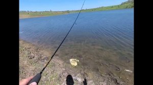 ЩУКА на Xesta Black Star S 83!  Красноперка на Fario Morm!! XESTA- тест с воблерами!