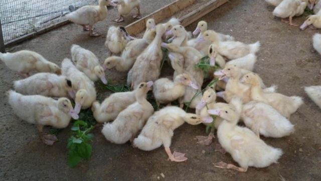 Утки муларды разведение в домашних условиях смотреть онлайн