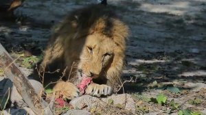 Псалмокатара