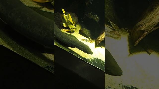 25 Lepidosiren paradoxa Hemigrammus caudovittatus Hypostomus luteus Aquarium Berlin 2017 смотреть онлайн