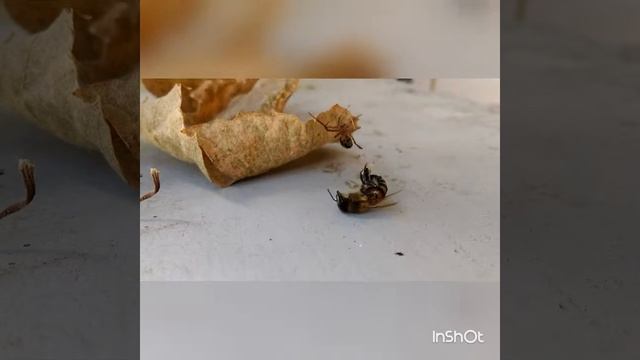 Танец паука и пчелы смотреть онлайн