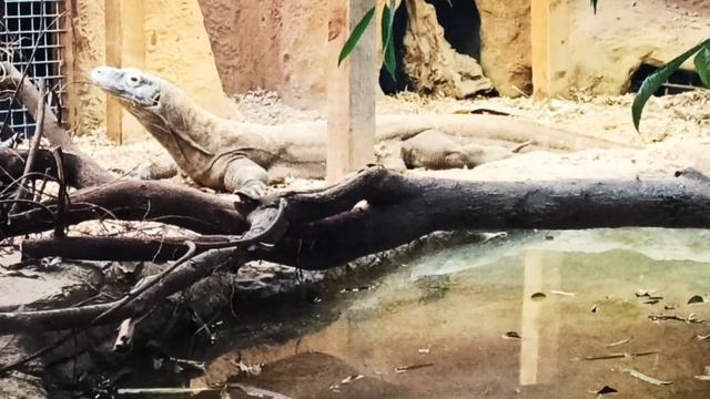 London Zoo | Worlds oldest Scientific Zoo | visit to London Zoo | UK | England | ZSL London Zoo смотреть онлайн