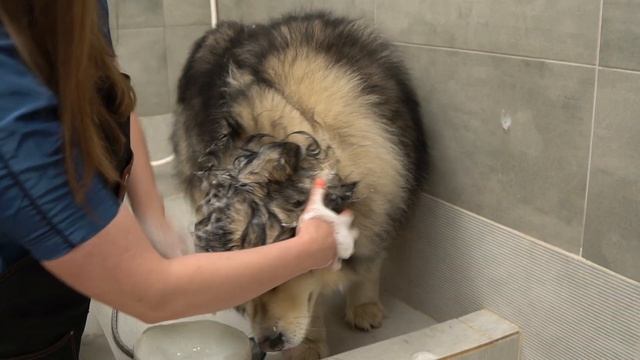 КАК ПОМЫТЬ АЛЯСКИНСКОГО МАЛАМУТА / Groomtime For Alaskan Malamute