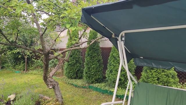 Как вырастить грибы маслята на даче? смотреть онлайн