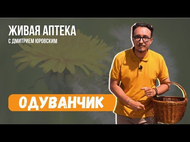 ОДУВАНЧИК / Сбор и сушка корней / Лечебный порошок из корня одуванчика // Живая аптека 2 смотреть онлайн