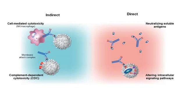 Понятие моноклональных антител. Производство mAb. Часть 1 смотреть онлайн