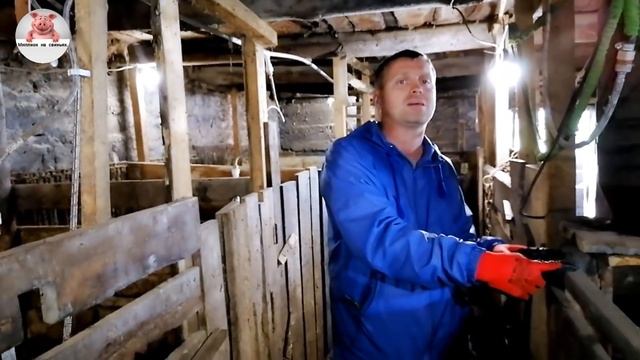 Миллион на свиньях.Корм Вега эксперимент. смотреть онлайн