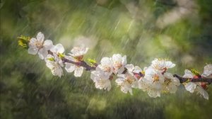 "Пусть весна для тебя счастливой будет!"