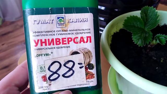 #КЛУБНИКА. ВЫРАЩИВАЕМ ДОМА. 2019-2020гг.