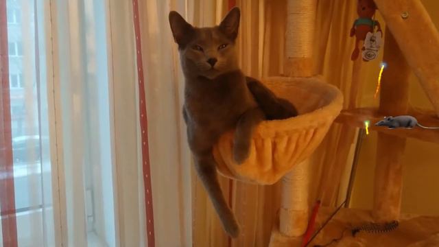 Русский голубой кот 🙀 С любовью 🧡 смотреть онлайн