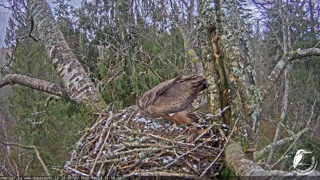 14/04/2020 11:57 Black Kite, nestworking (Milvus migrans, Latvia) смотреть онлайн