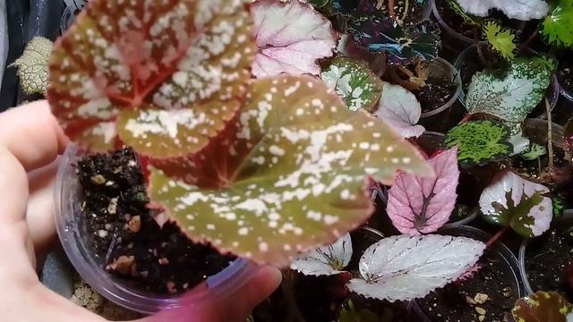 Бегония DS Лукоморье смотреть онлайн