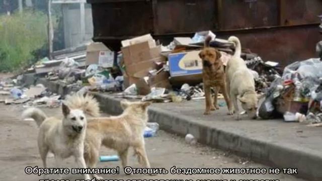 Отлов собак: кого можно вызвать от бродячих псов смотреть онлайн
