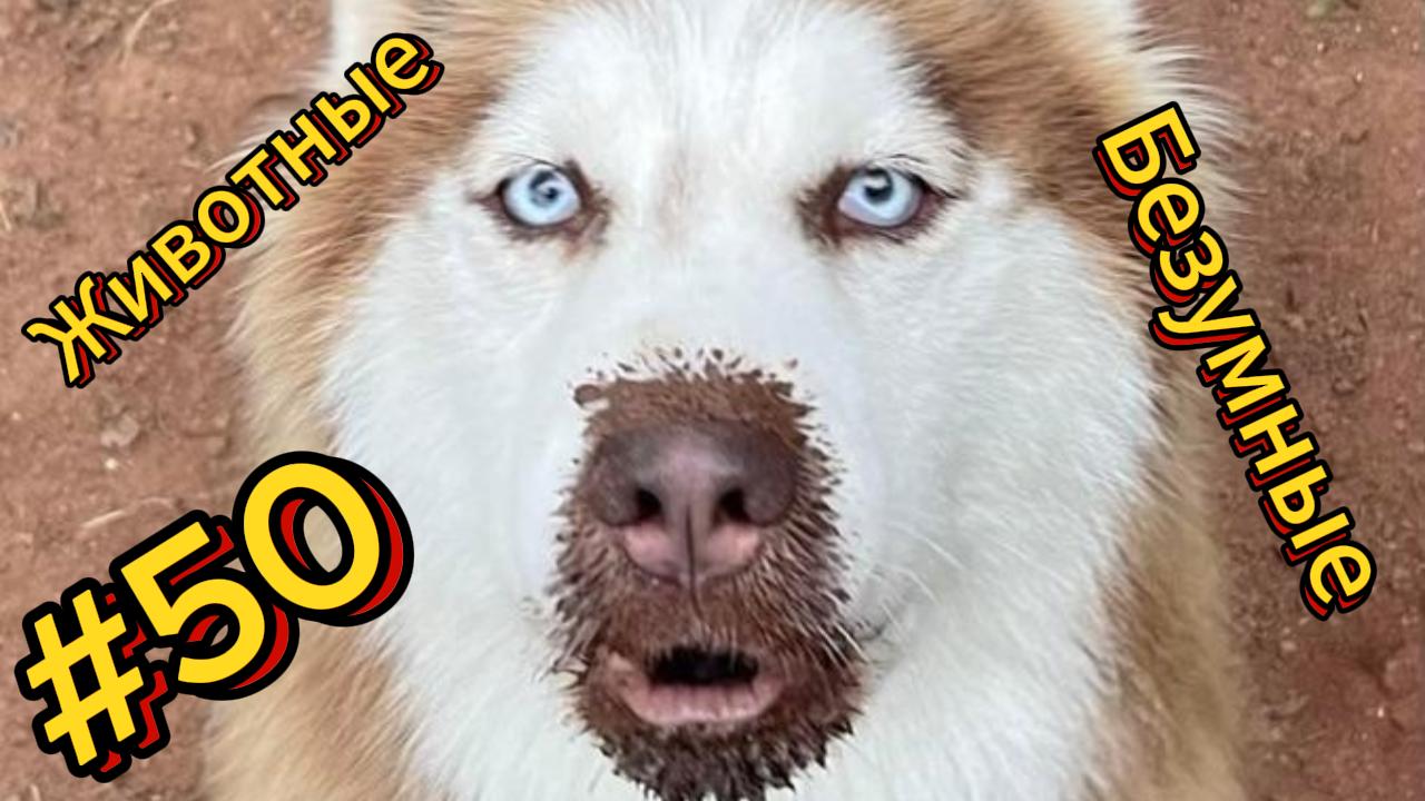 ДО СЛЁЗ ? подборка безумных животных | Смешные видео - Лучшие ПРИКОЛЫ 50 смотреть онлайн