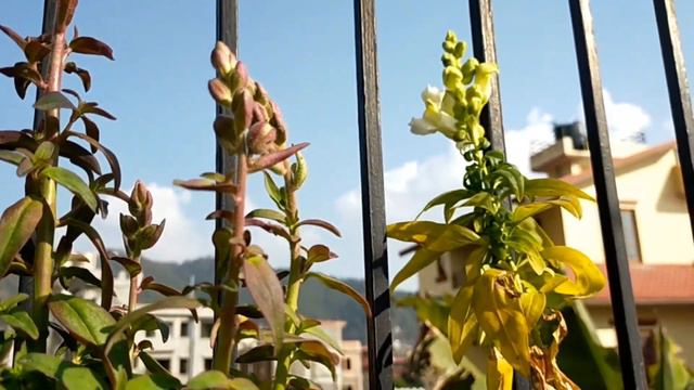 Propagation of Dog Flower also know as SnapDragon (भ्यागुते फुल) Kalanchoe flowers, cimbidium orchi смотреть онлайн