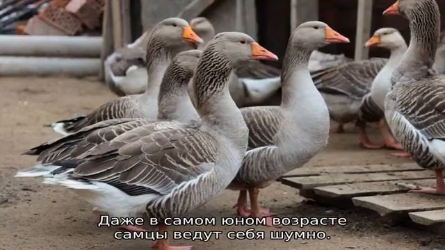 Как отличить гусака от гусыни смотреть онлайн