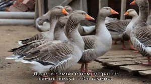 Как отличить гусака от гусыни