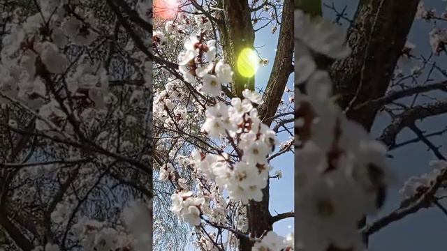 ПАСХА Светлая апрель 2022 смотреть онлайн