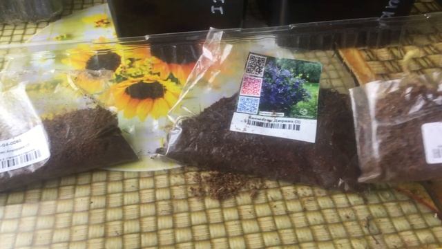 Клематисы однолетние черенки от Гаршинки смотреть онлайн