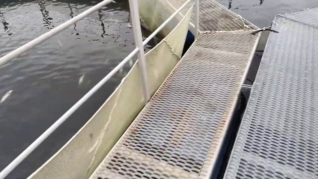 Что не так с форелью?! Выращивание форели в садках. смотреть онлайн