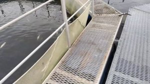 Что не так с форелью?! Выращивание форели в садках.