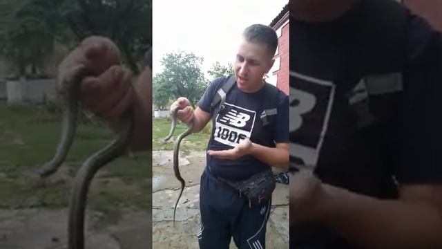 Узорчатый полоз заполз в дом смотреть онлайн