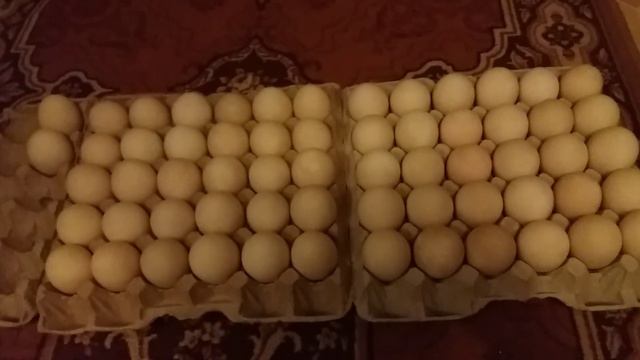 Инкубация индоутиных яиц в инкубаторе "Несушка". Закладка яиц. смотреть онлайн