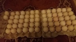 Инкубация индоутиных яиц в инкубаторе "Несушка". Закладка яиц.