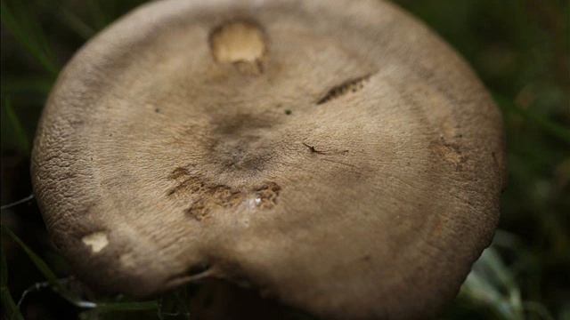 Lactarius circellatus смотреть онлайн